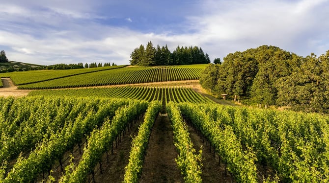 Willamette Valley Wine Tasting